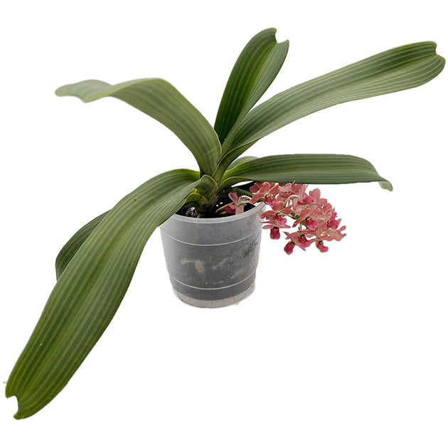 Rhynchostylis gigantea aromatique evoke - duftende Orchidee