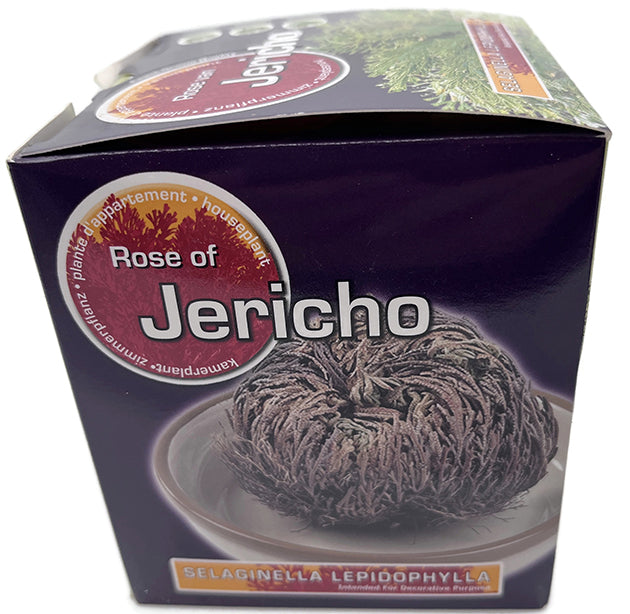 Rose von Jericho - Selaginella lepidophylla - Geschenkbox