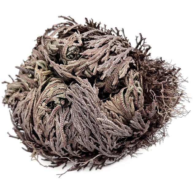 Rose von Jericho - Selaginella lepidophylla - Geschenkbox