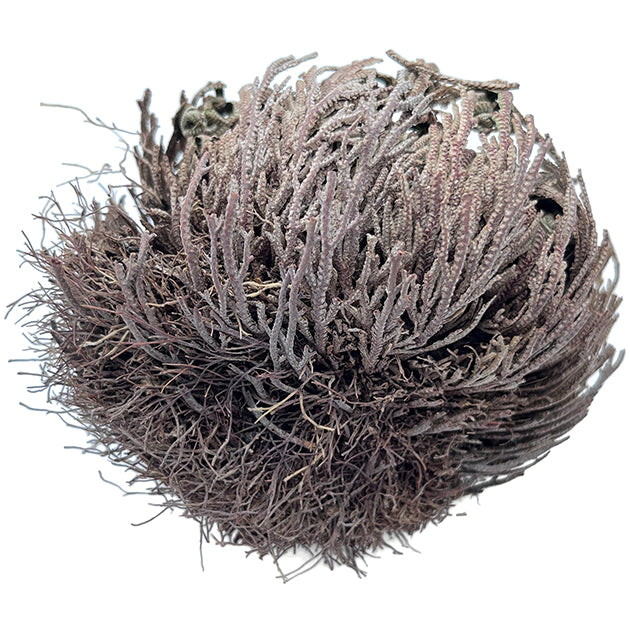 Rose von Jericho - Selaginella lepidophylla - Geschenkbox