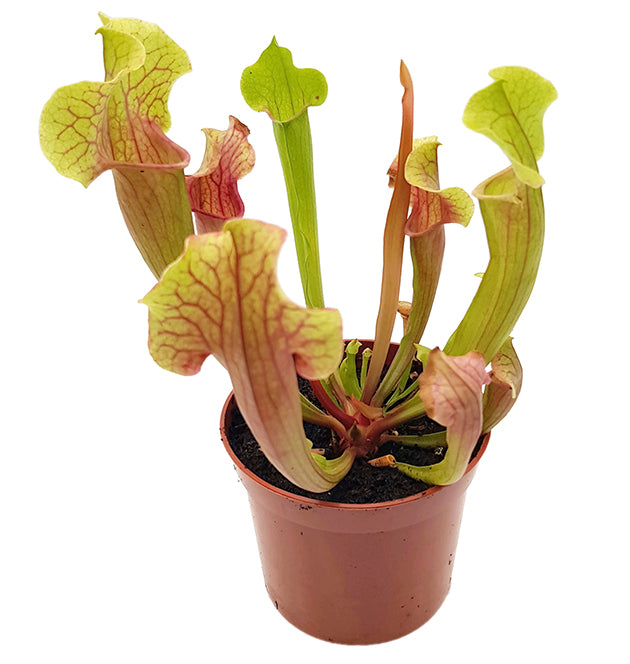 Sarracenia X "Smoorii"