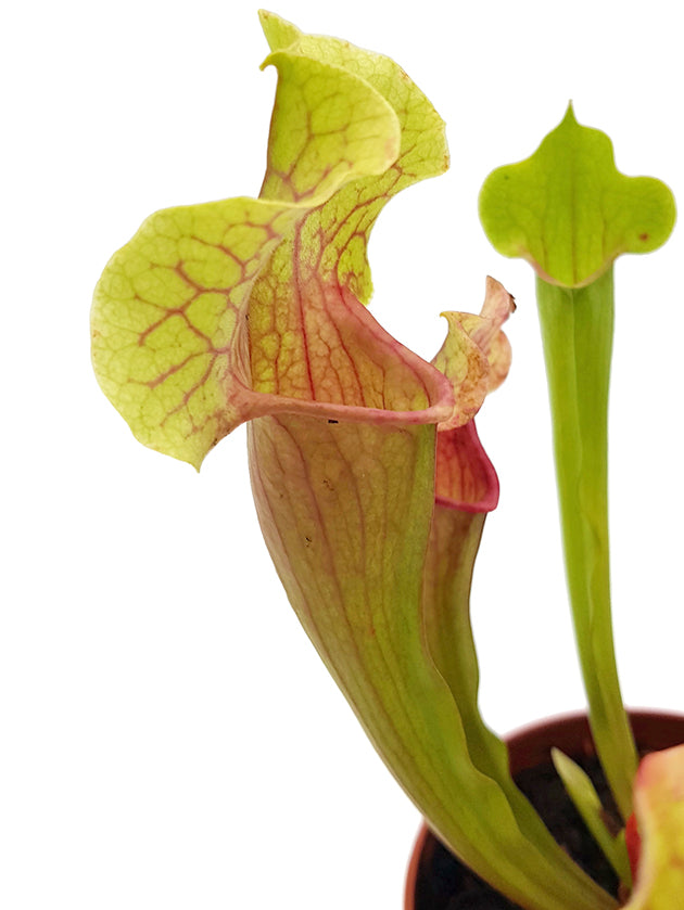 Sarracenia X "Smoorii"