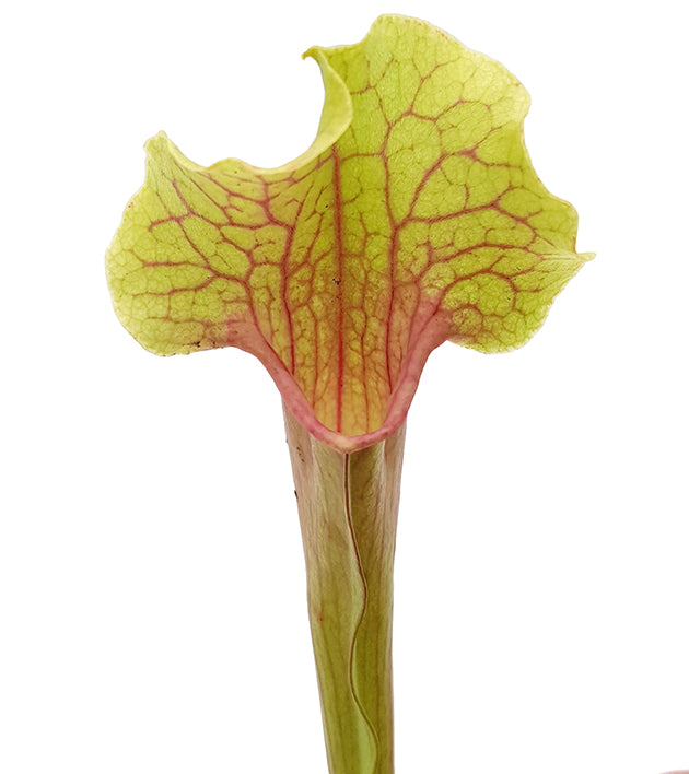 Sarracenia X "Smoorii"