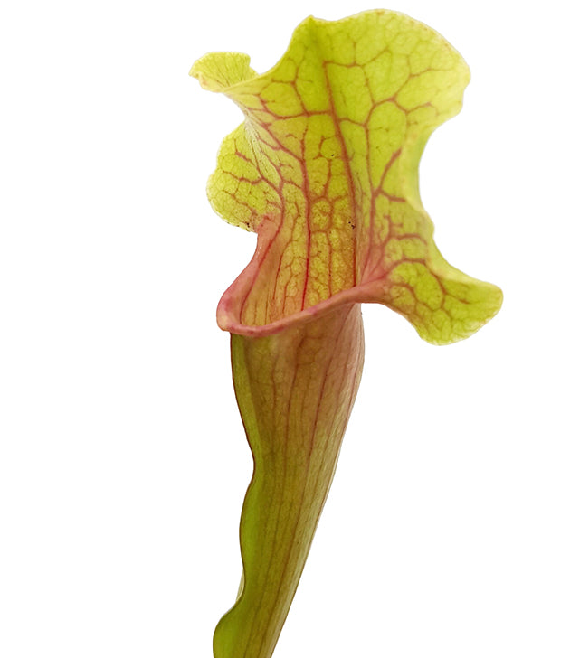 Sarracenia X "Smoorii"