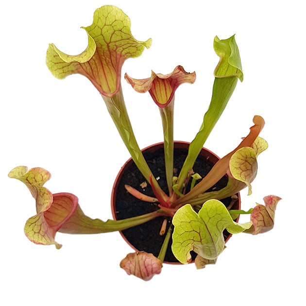 Sarracenia X "Smoorii"