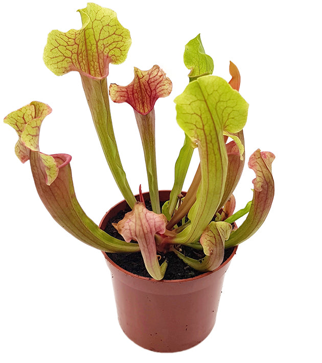 Sarracenia X "Smoorii"