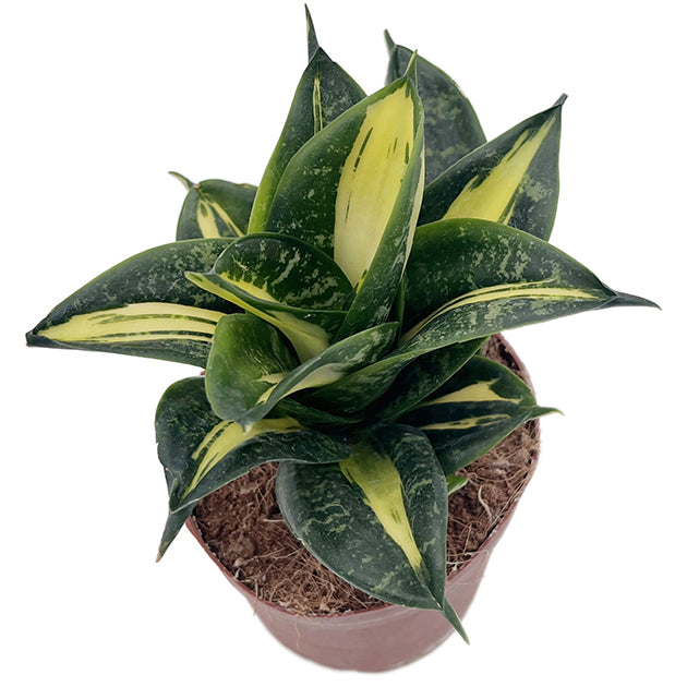 Sansevieria hahnii "Spiral Star" - bunter gebogener Bogenhanf
