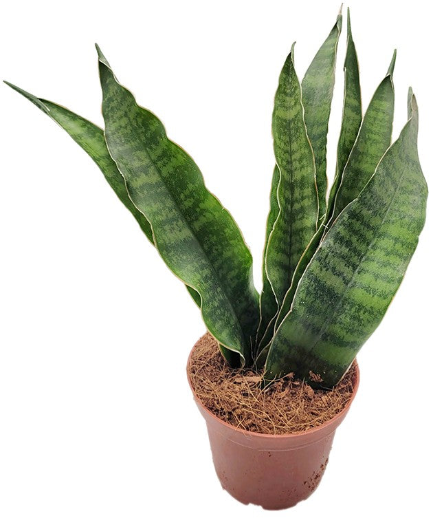 Sansevieria 4er Set - Bogenhanf