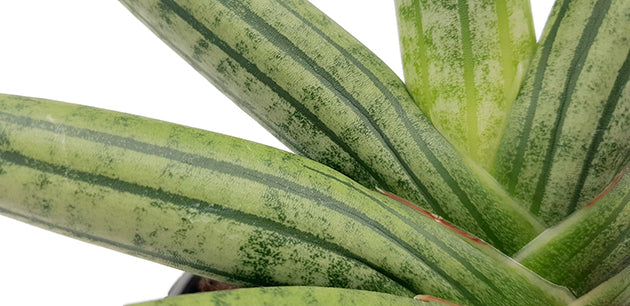 Sansevieria &