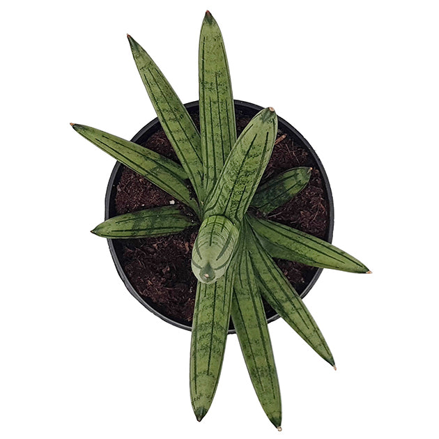 Sansevieria &