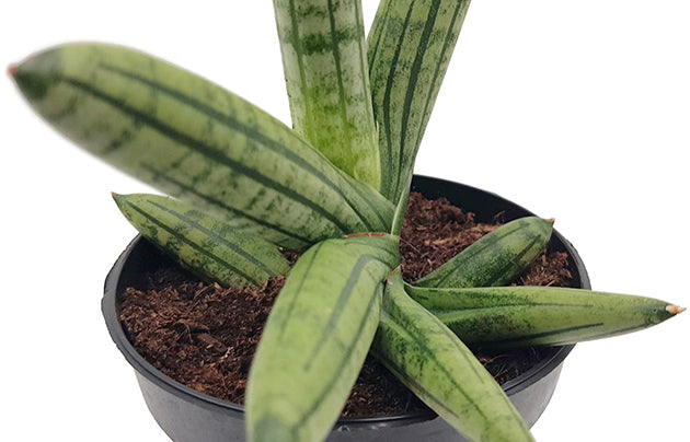 Sansevieria &