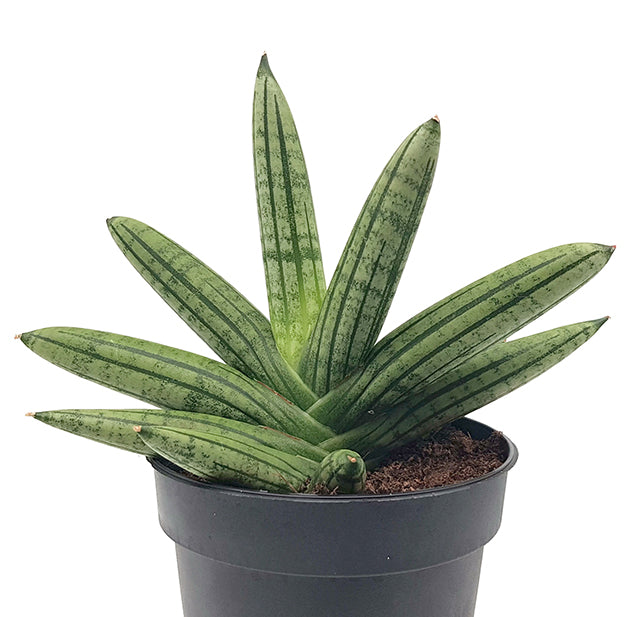 Sansevieria &