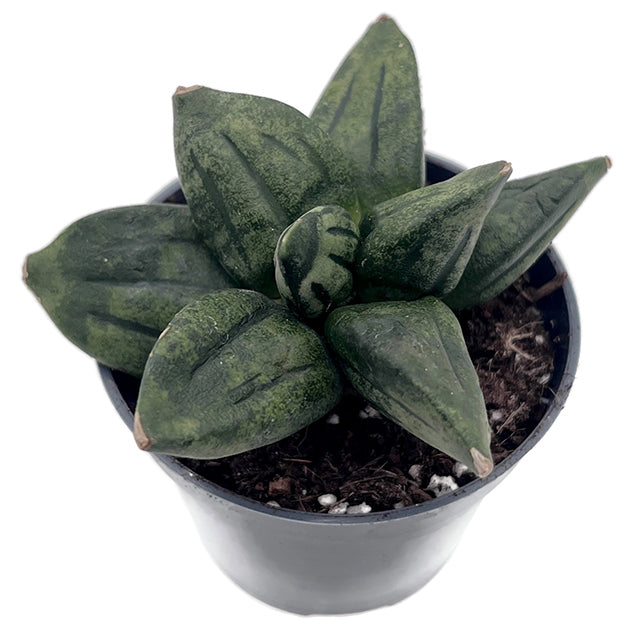 Sansevieria 'Pyramid crown'
