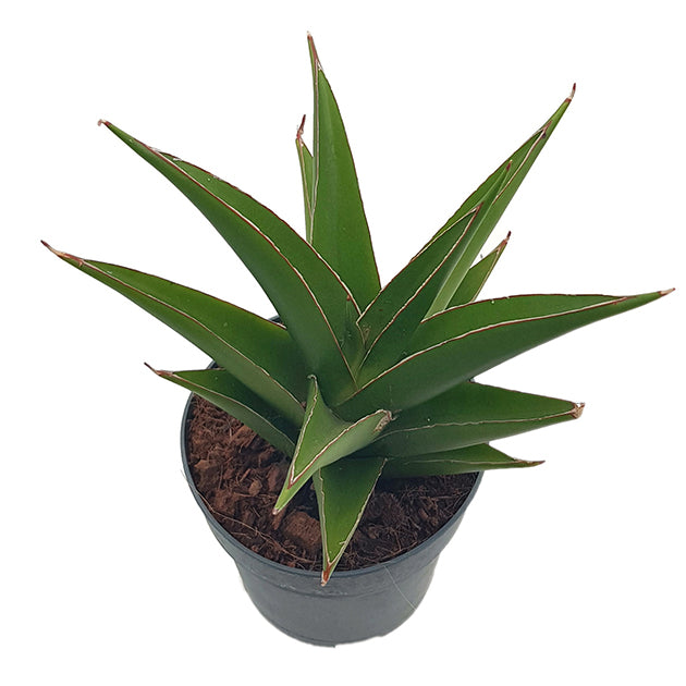 Sansevieria Temple Crown - moderner Bogenhanf