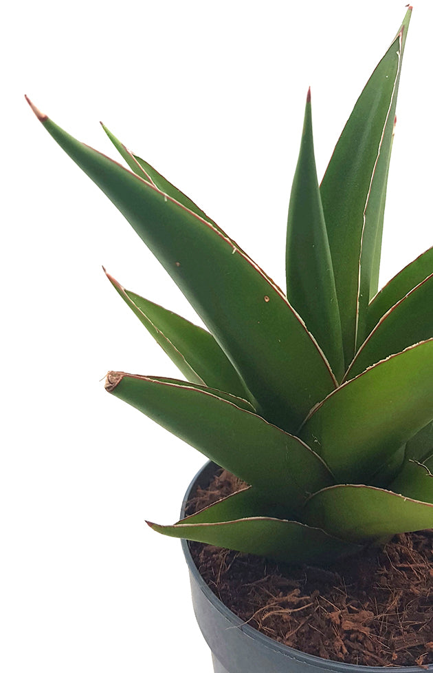 Sansevieria Temple Crown - moderner Bogenhanf