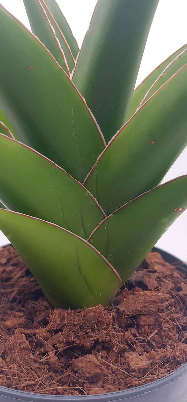 Sansevieria Temple Crown - moderner Bogenhanf