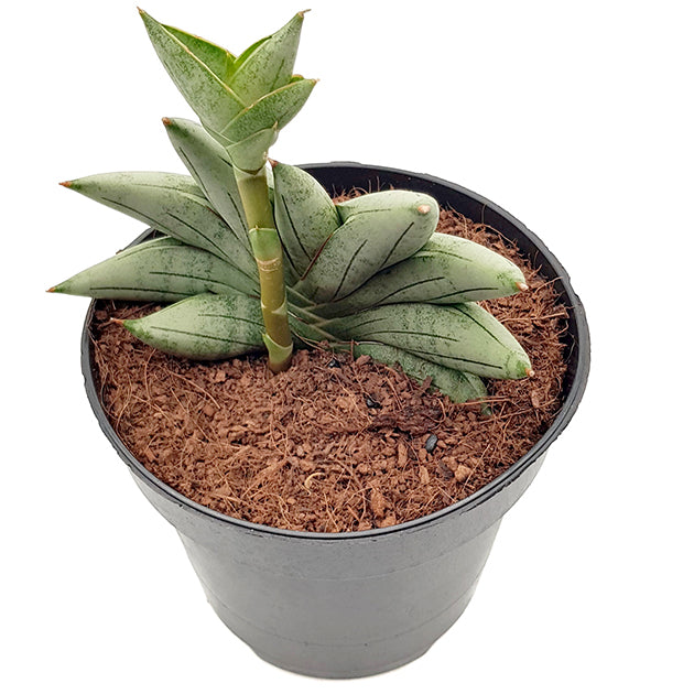 Sansevieria cylindrica &