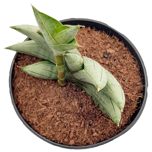 Sansevieria cylindrica &