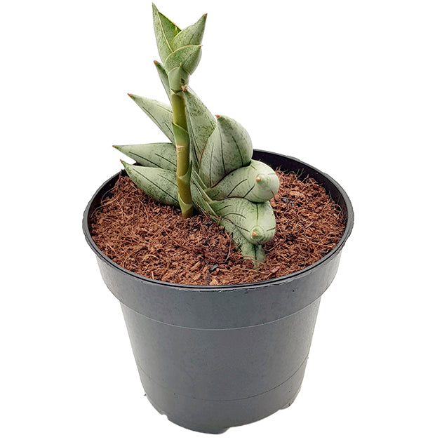 Sansevieria cylindrica &