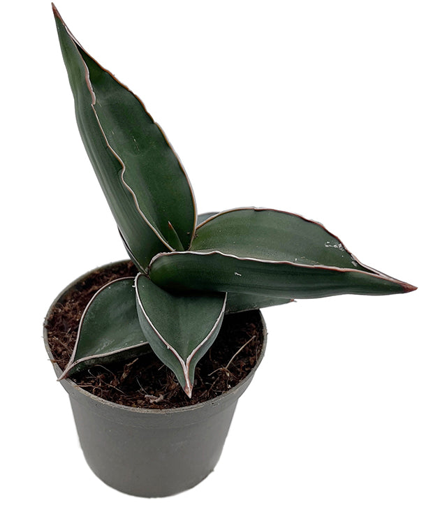 Sansevieria ehrenbergii &