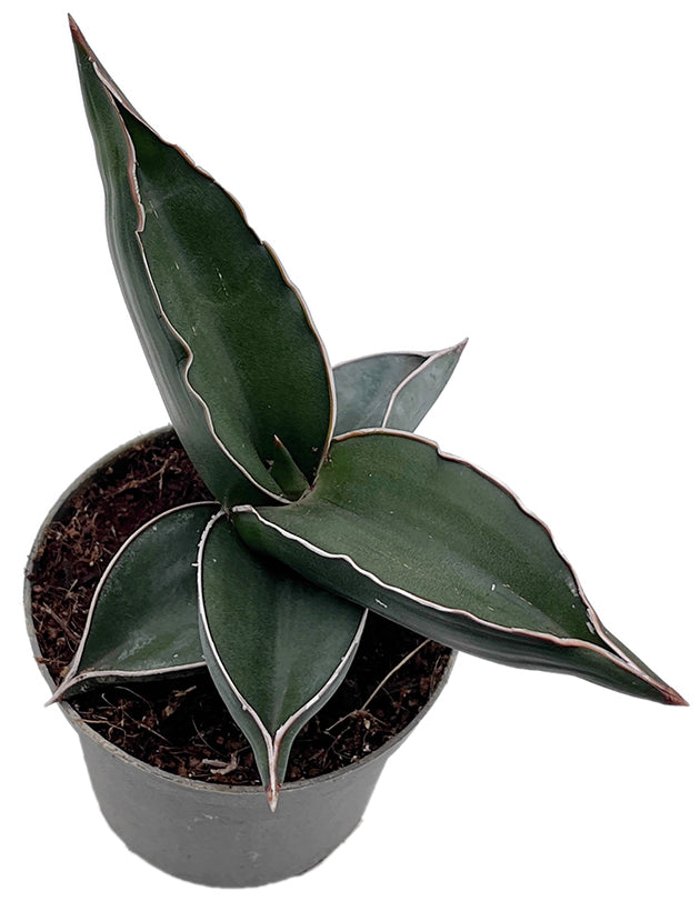 Sansevieria ehrenbergii &