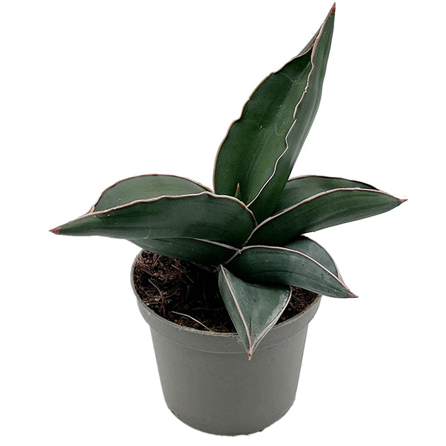 Sansevieria ehrenbergii &