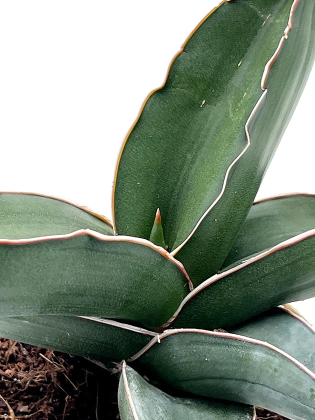 Sansevieria ehrenbergii &
