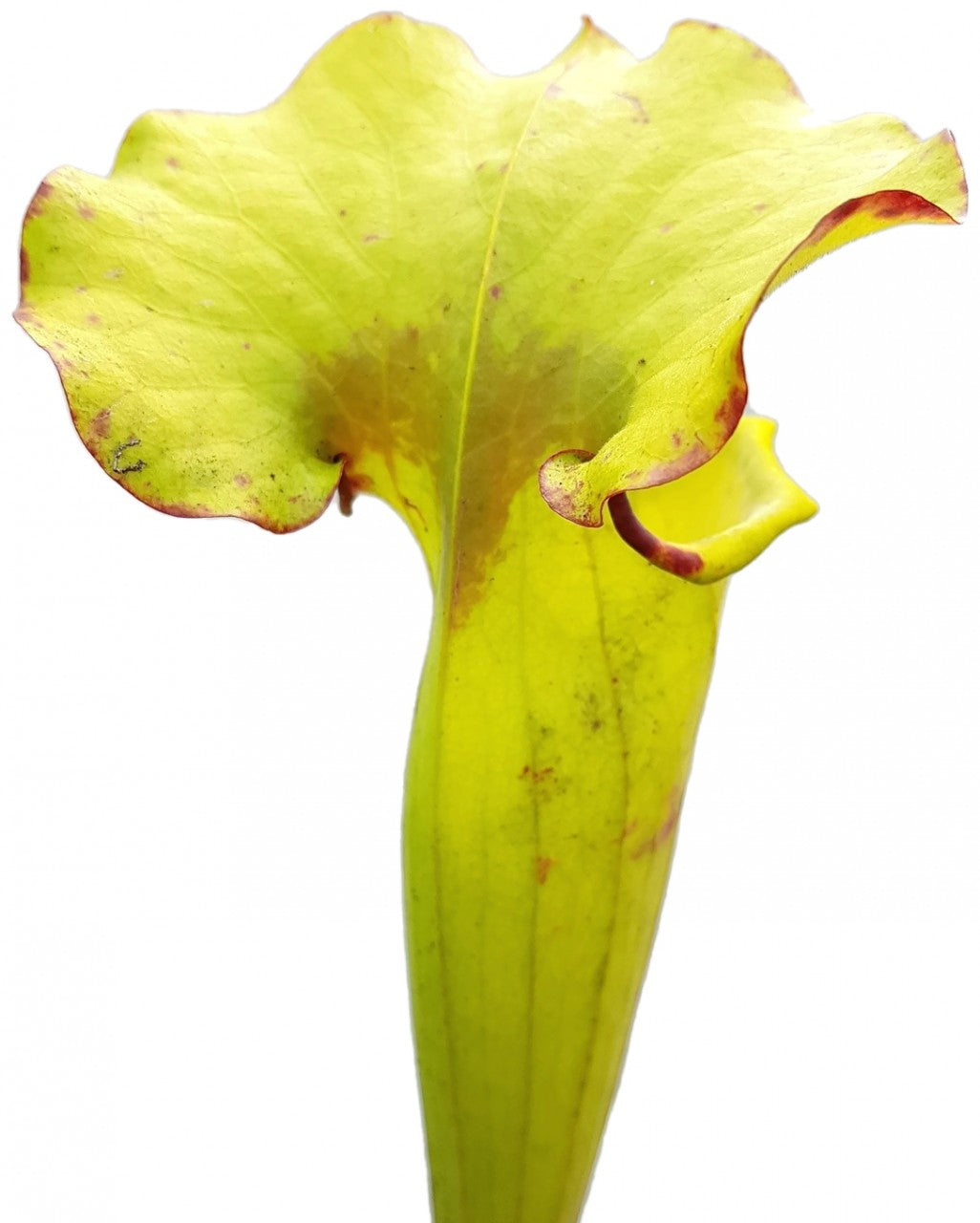 Sarracenia Flava var. Rugelii "Big Mouth"