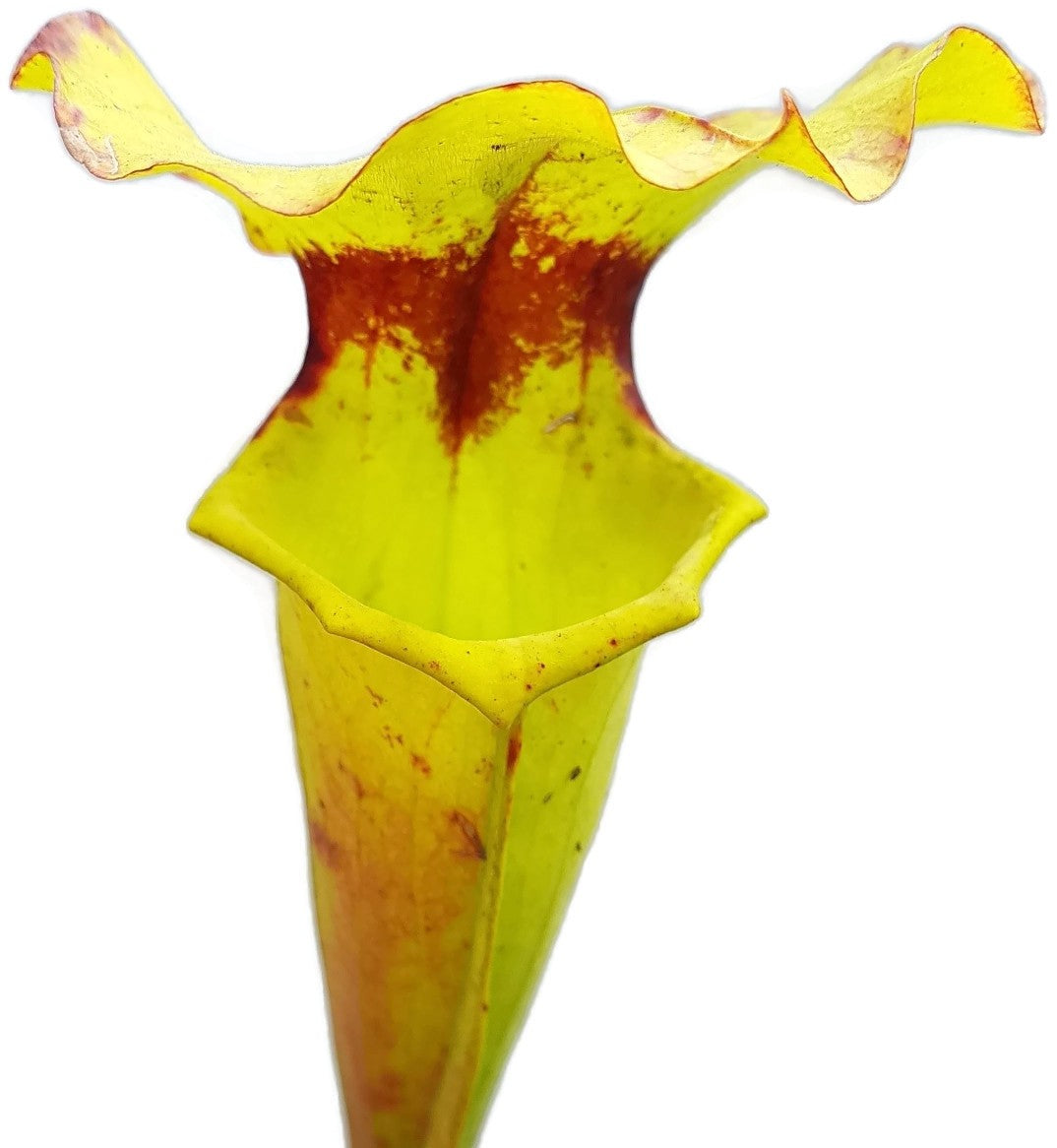 Sarracenia Flava var. Rugelii "Big Mouth"