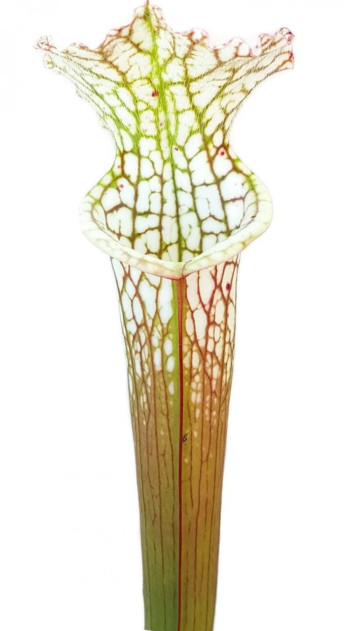 Sarracenia Leucophylla - Green & White, Perido, Baldwin Co. Alabama MK L63
