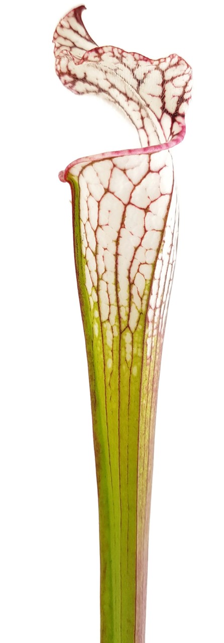 Sarracenia Leucophylla "pink & white"