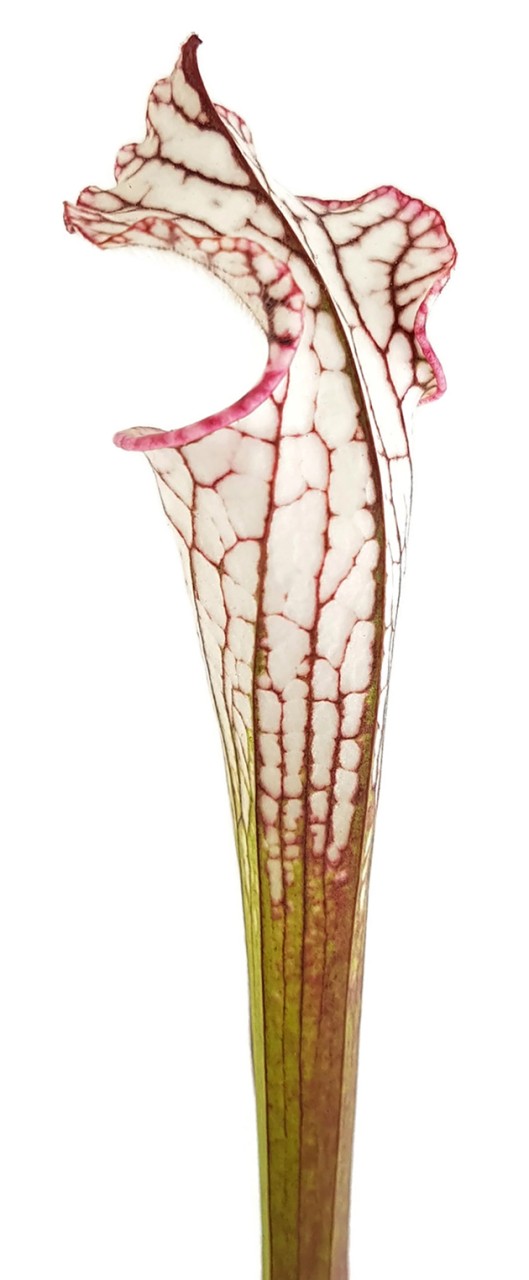 Sarracenia Leucophylla "pink & white"