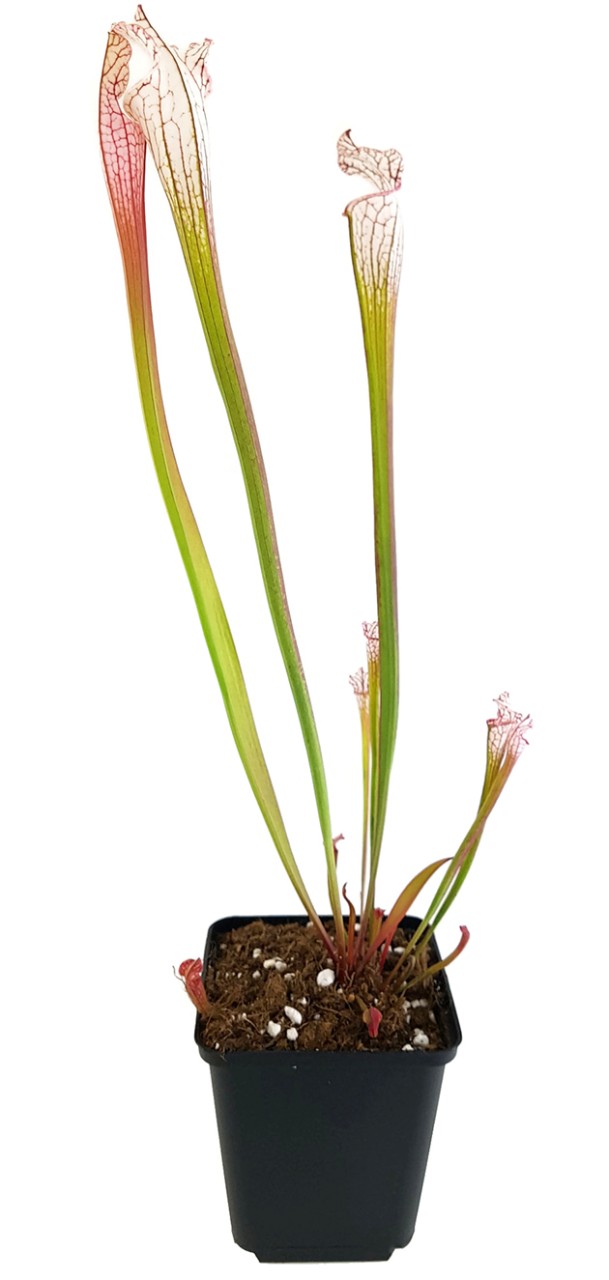 Sarracenia Leucophylla "pink & white"