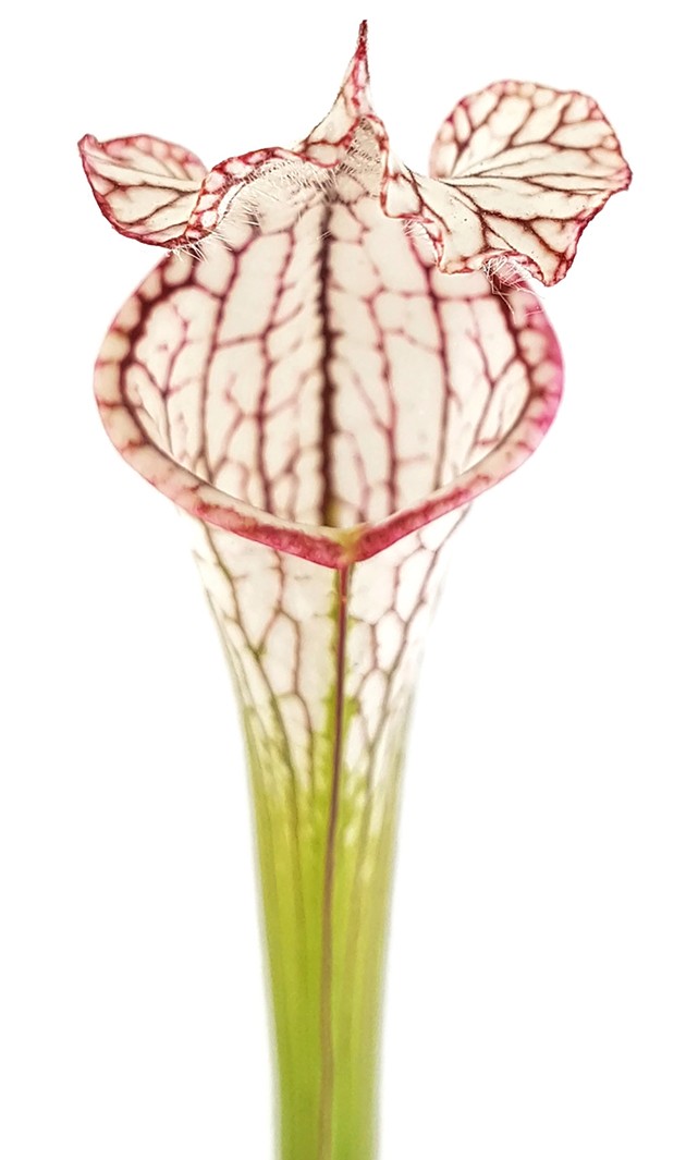 Sarracenia Leucophylla "pink & white"