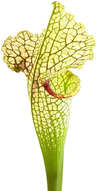Sarracenia X Moorei "Wilkerson"s White Knight" - MK H211
