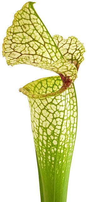 Sarracenia X Moorei "Wilkerson"s White Knight" - MK H211