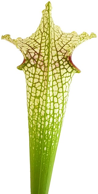 Sarracenia X Moorei "Wilkerson"s White Knight" - MK H211