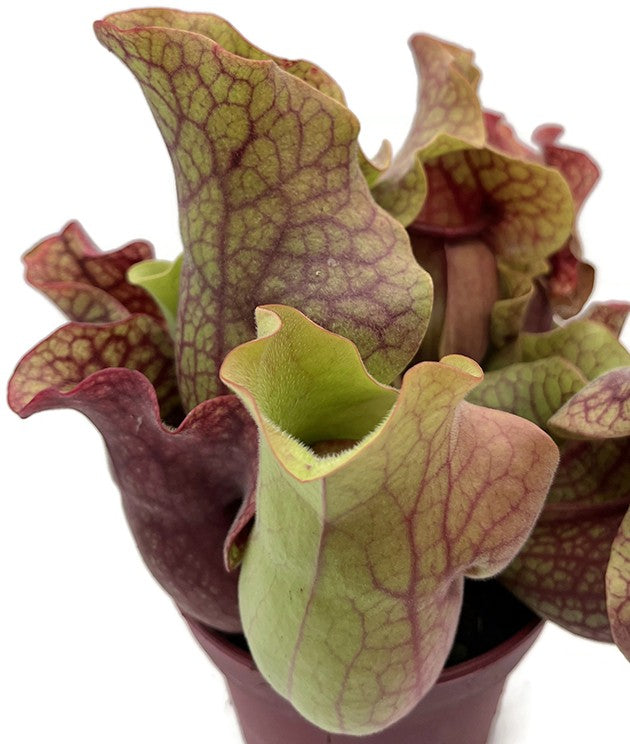 Sarracenia Purpurea ssp. Venosa