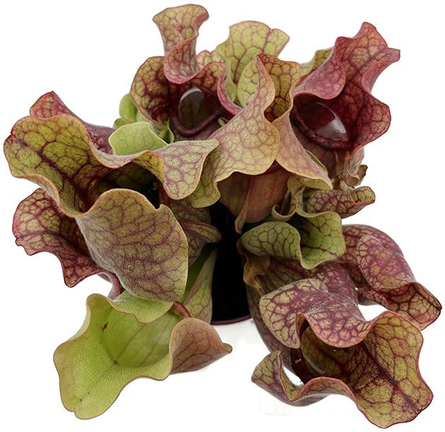 Sarracenia Purpurea ssp. Venosa