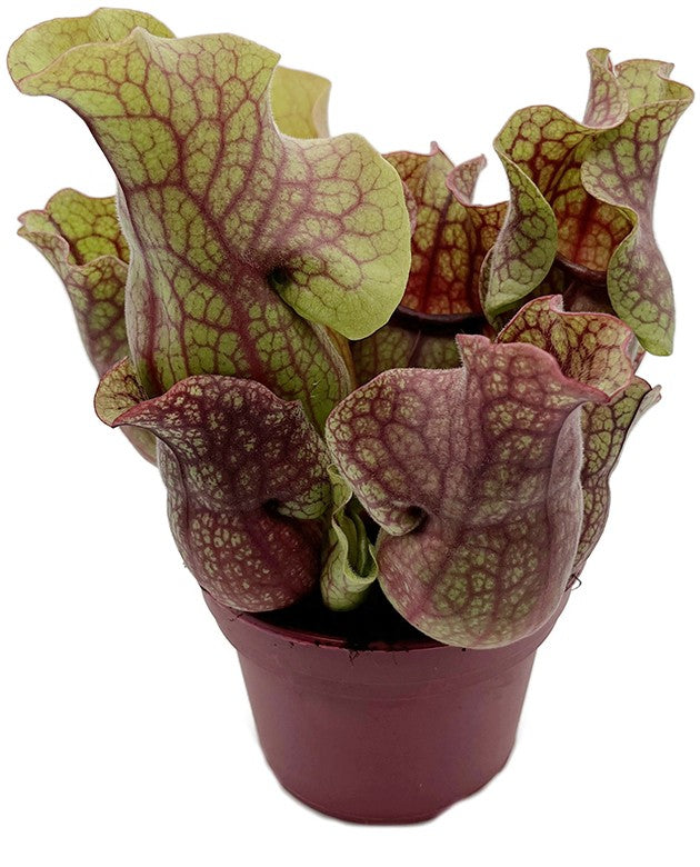 Sarracenia Purpurea ssp. Venosa