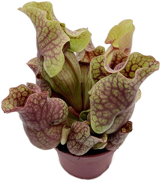 Sarracenia Purpurea ssp. Venosa