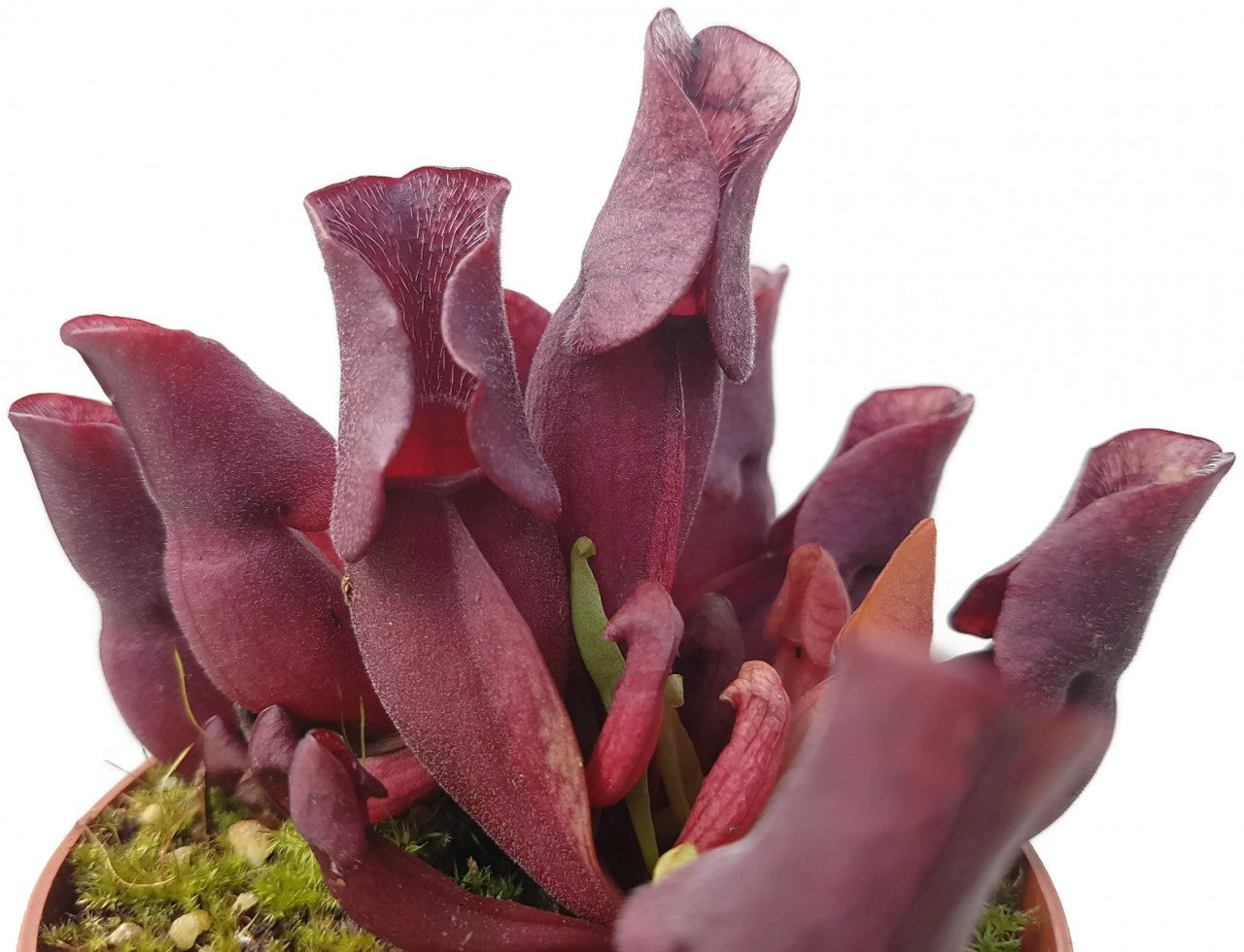 Sarracenia Purpurea ssp. Venosa "Minor Black" ex. Carow