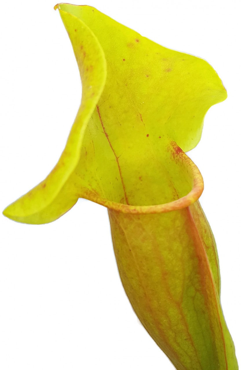 Sarracenia X Catesbaei (Flava x Puprurea) "Reverse Veins"