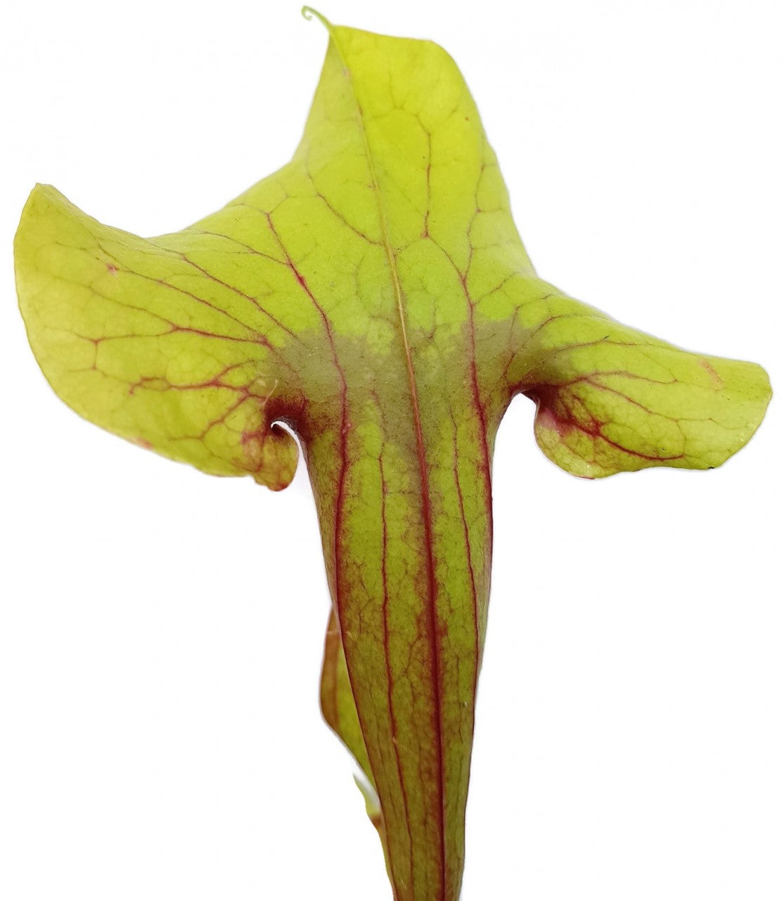 Sarracenia X Catesbaei (Flava x Puprurea)