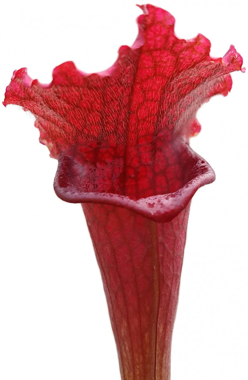 Sarracenia X "Jutathip Soper"