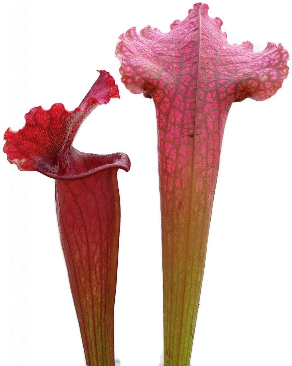 Sarracenia X "Jutathip Soper"