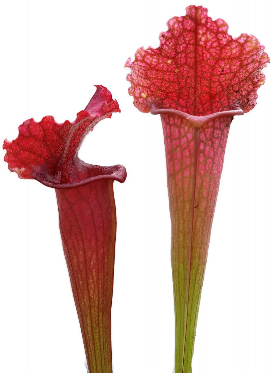 Sarracenia X "Jutathip Soper"