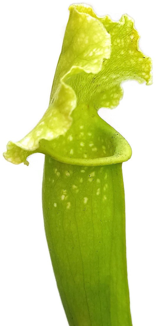 Sarracenia X Mitchelliana "Anthocyanfree"