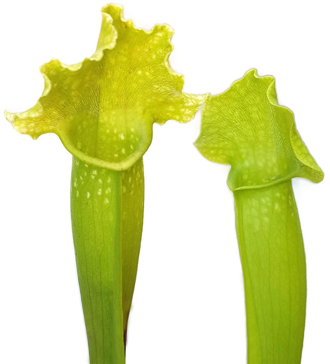 Sarracenia X Mitchelliana "Anthocyanfree"