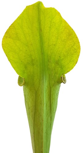Sarracenia Rubra var. alabamensis "Autuga"